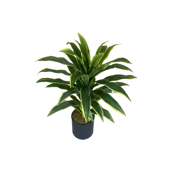 Dracaena Fragrans (Massangeana) Çiçeği Kiralama - Image 3